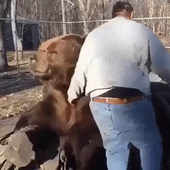 giving the bear a massage