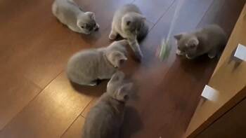 cats watching the yoyo