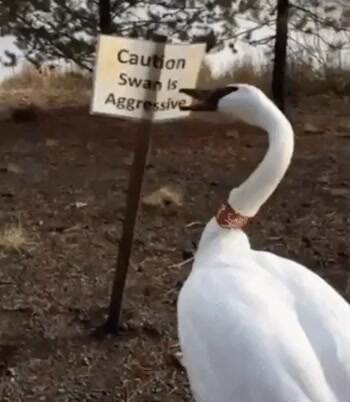 swan is aggressive