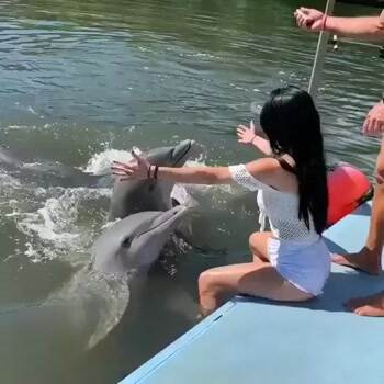 how this dolphin says hello