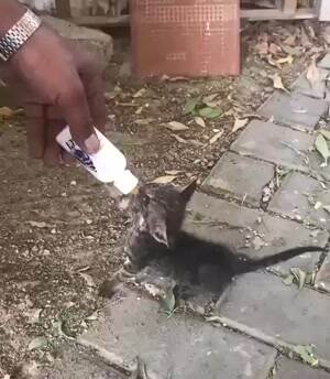 kitten wants another sip
