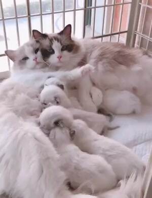 the kitten family is relaxing