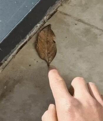 OMG i thought that was a leaf