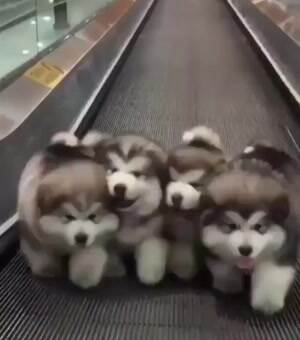 a puppy gang