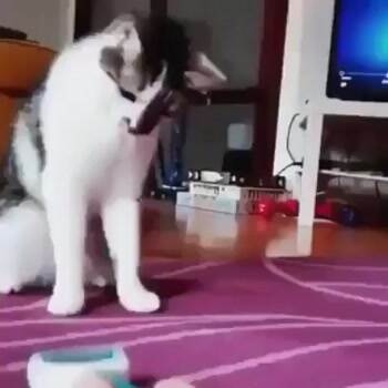 wait what just happened to the cat