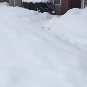 an awesome dog playing in deep snow