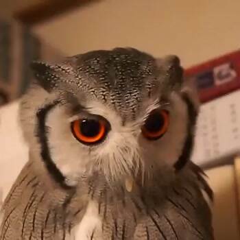 show me your owl face