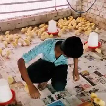 chick magnet