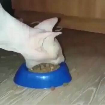 i found my spirit animal