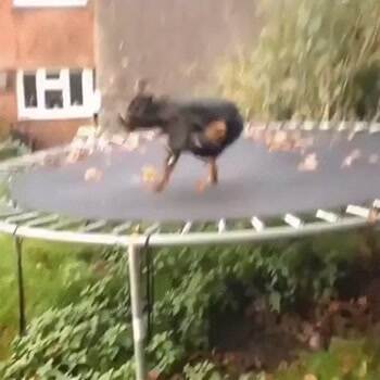 this dog loves trampolines