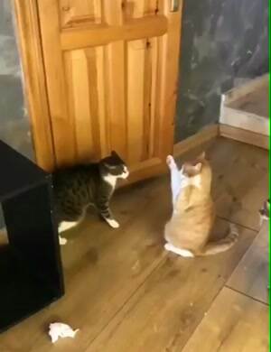 how to stop a fight