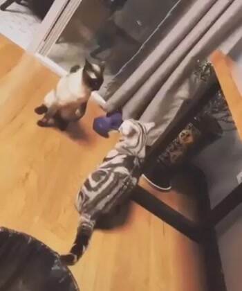 reverse take down knock out