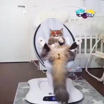 this is one relaxed cat