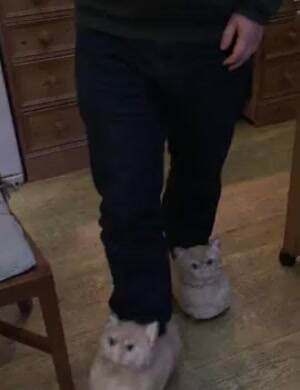 those are some fancy cat slippers