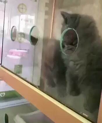 portal kitty