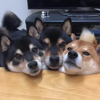 squoosh me into the picture