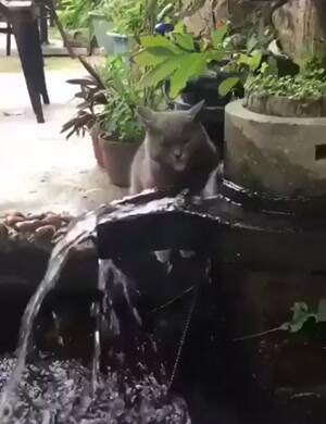 cat really is thirsty