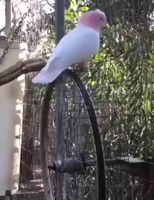 cockatoo spinning round and round