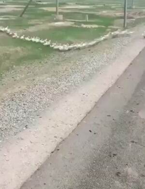 getting your ducks in a row