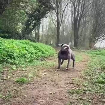 shake it off dog