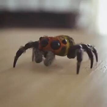 spider just wants to be friends