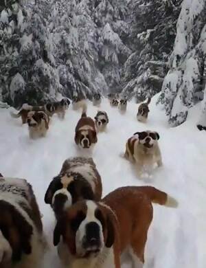 st bernards out for a walk in the snow