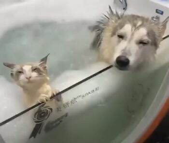the animal spa