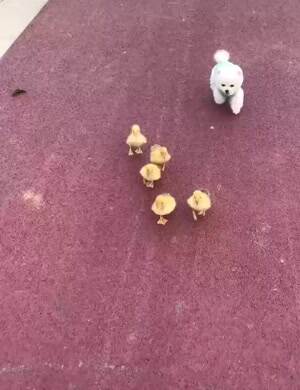 picked up all these chicks