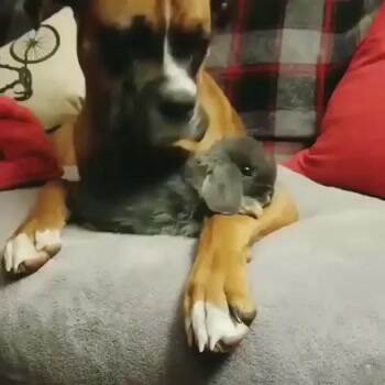 doggo chilling with a bunny