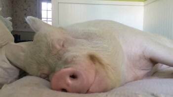 that is one really happy pig