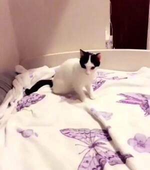 bang playing dead kitty