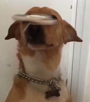 this dog has amazing control