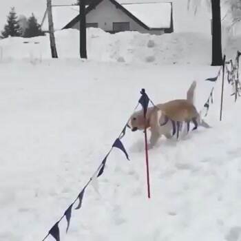 This dog loves sledding