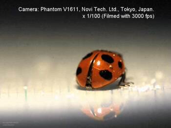 How A Ladybug Unfold Its Wings
