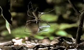 a gladiator spider hunting