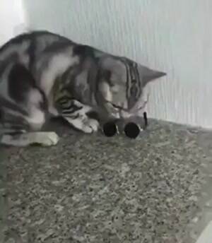 one cool cat