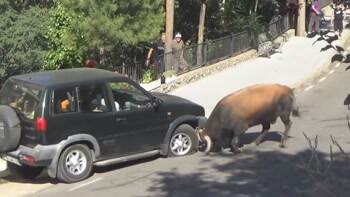 never bring an SUV to a bull fight
