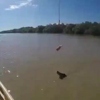 Crocodile powering itself out of the water