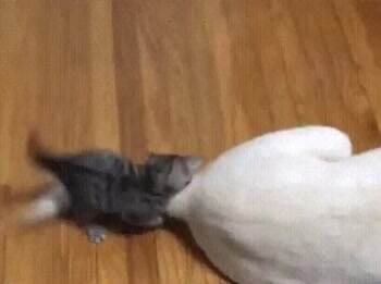 give me that tale