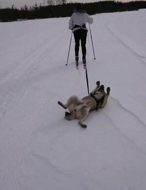 this dog is all done with the walk