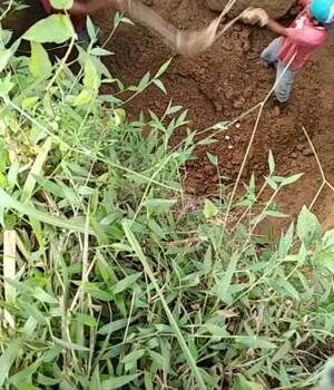 digging out our pit