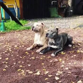 these dogs listen pretty well