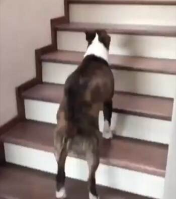 hop hop hop up the steps