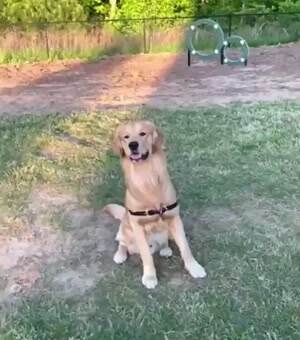 this dog sucks at catch