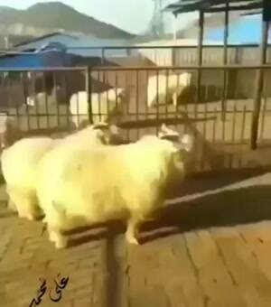 the ninja of sheep attacks