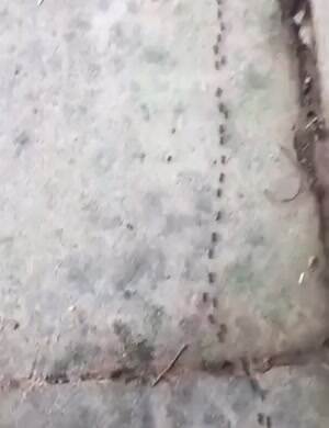 problem solving ants