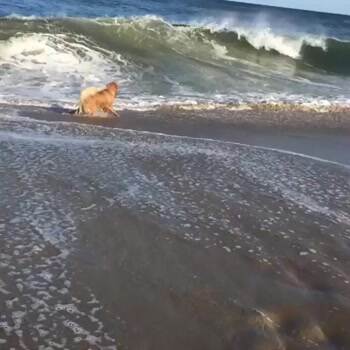 Dog is enjoying the beach