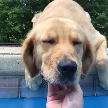 Hey why did you stop petting me
