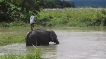 Elephant just giving himself a bath