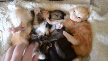 A little pile of kittys